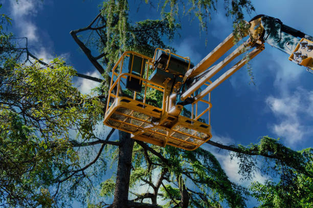 How Our Tree Care Process Works  in  Cambria, CA